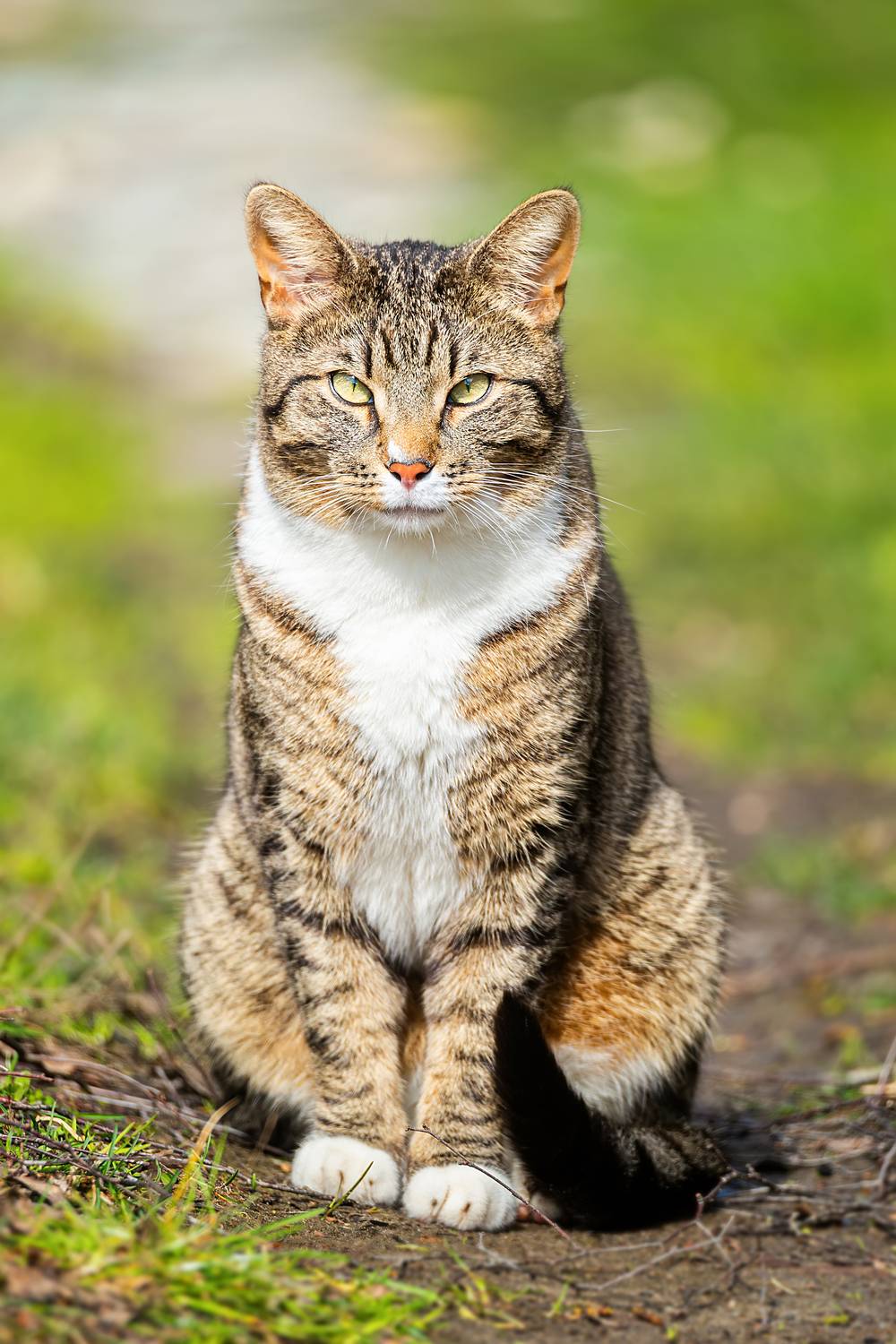 , Корнеев Алексей