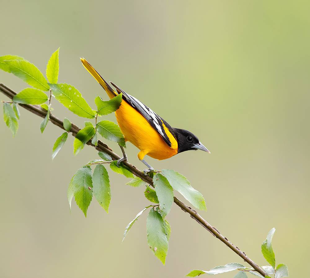 baltimore oriole, oriole, иволга, весна, spring, Etkind Elizabeth