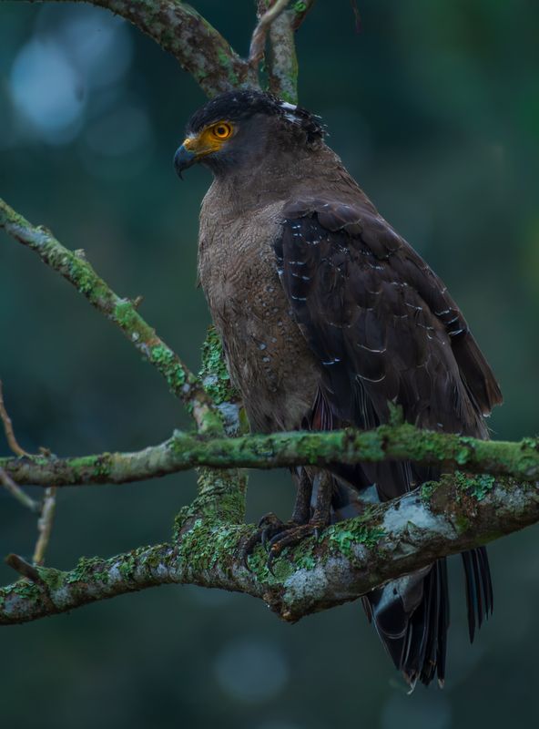 Eagle фото превью