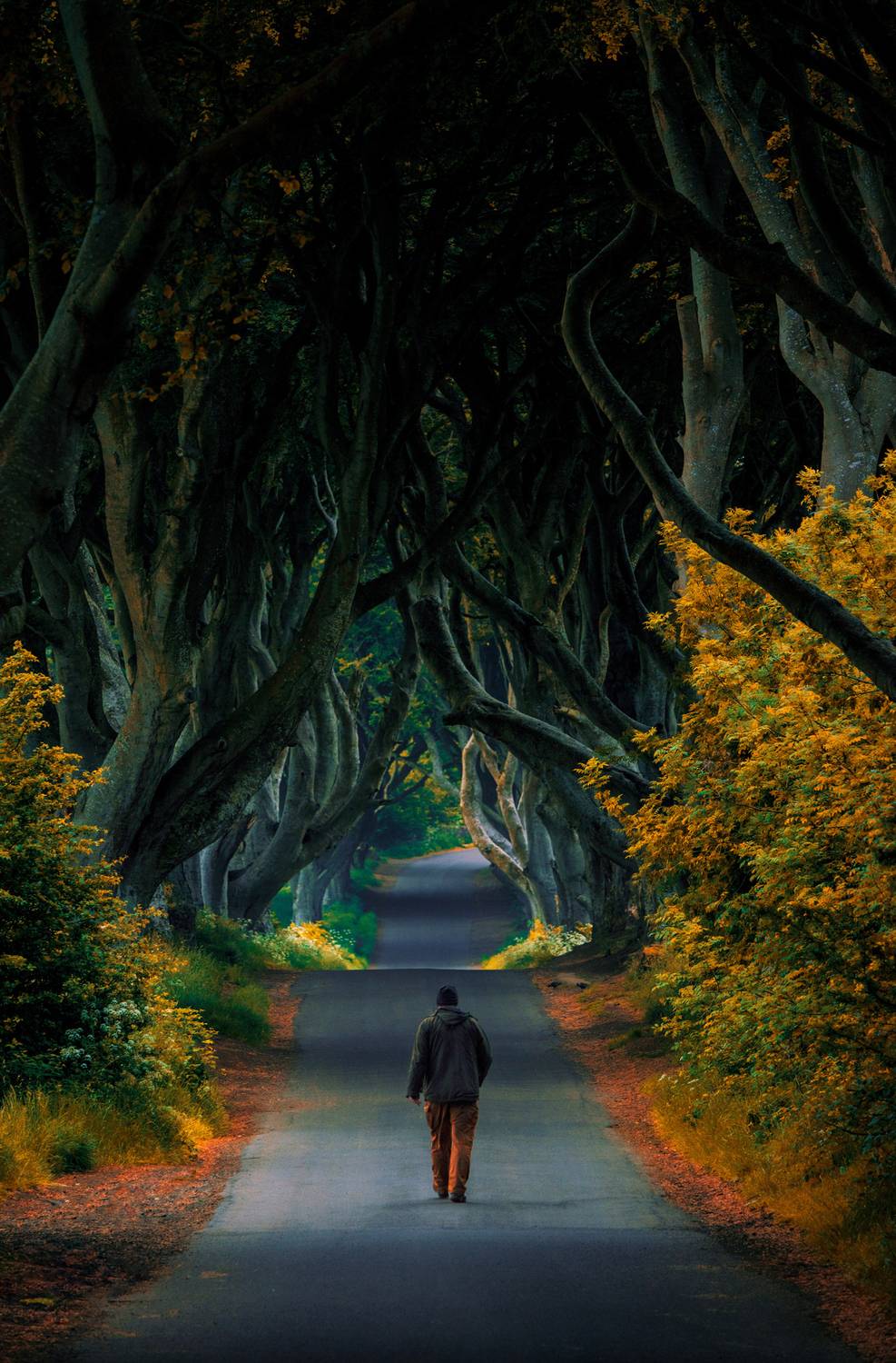 forest, landscape, trees, people, ireland, light, green, grass, walk, northerireland, thedarkhedges, road, woods, landscapes, forrest, walking, person show technical details, Jubic Srecko