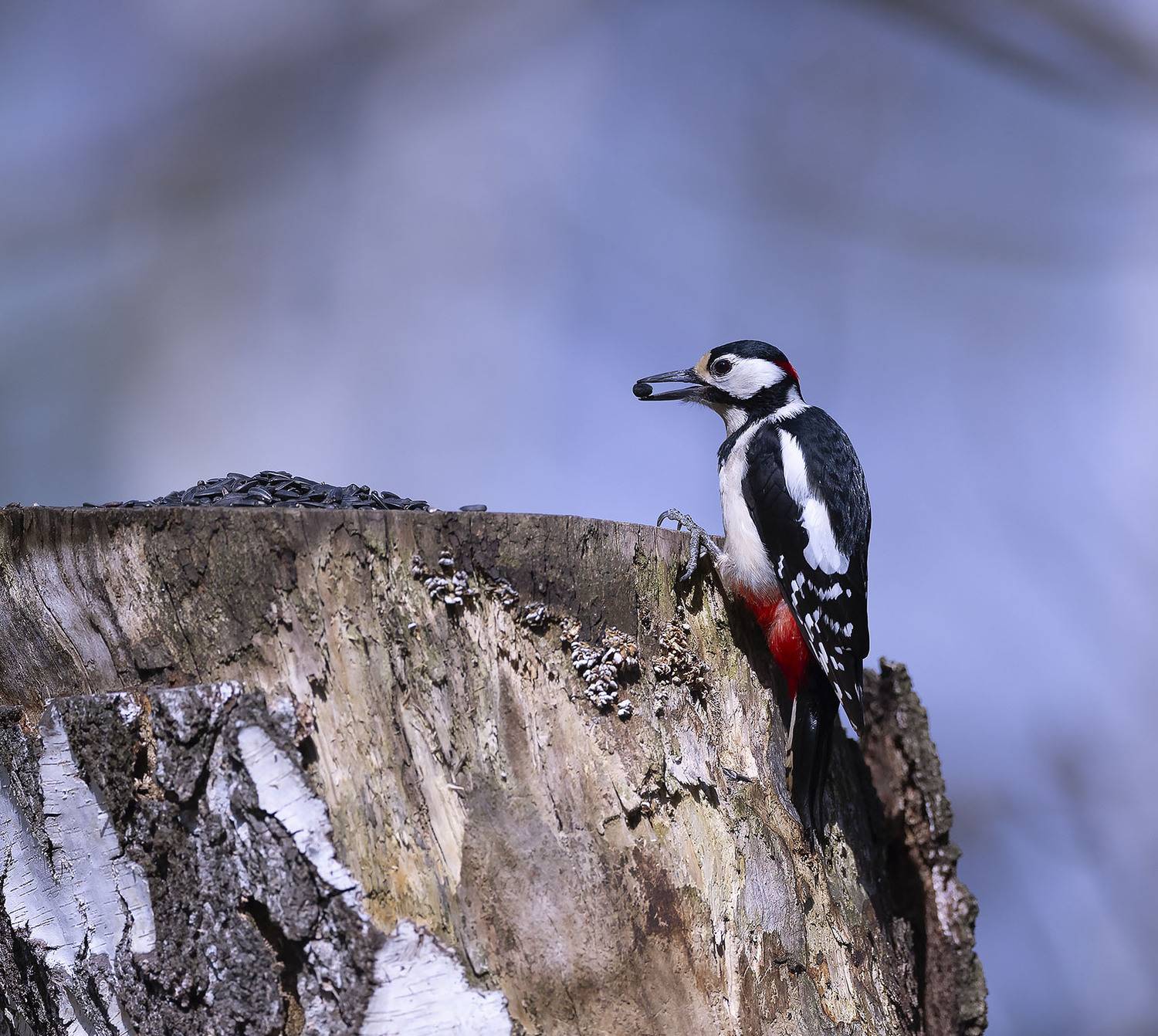 дятел, лес, пенёк, лакомство, природа, bird, forest, nature, Стукалова Юлия