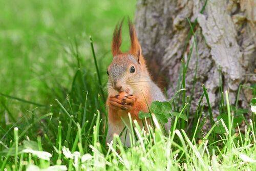 Sciurus vulgaris