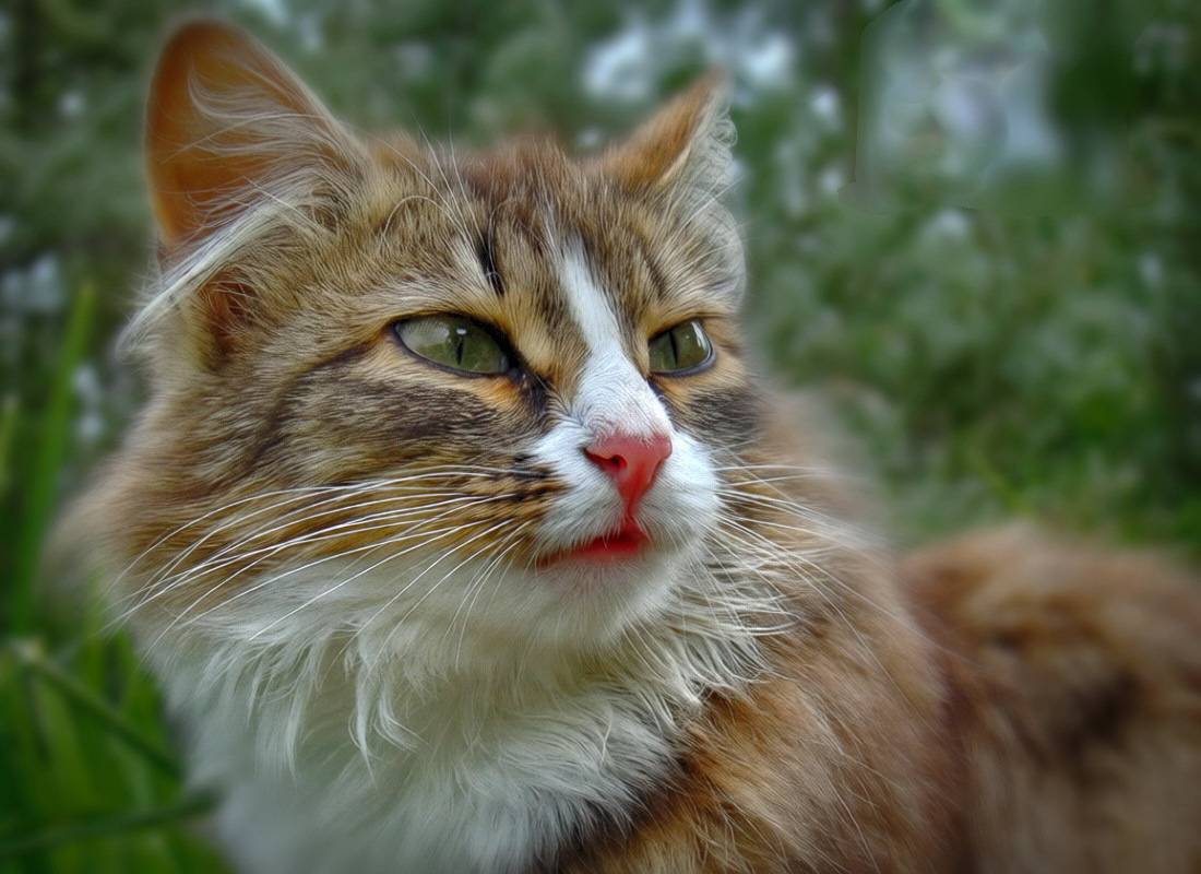 , Сергей Аникин