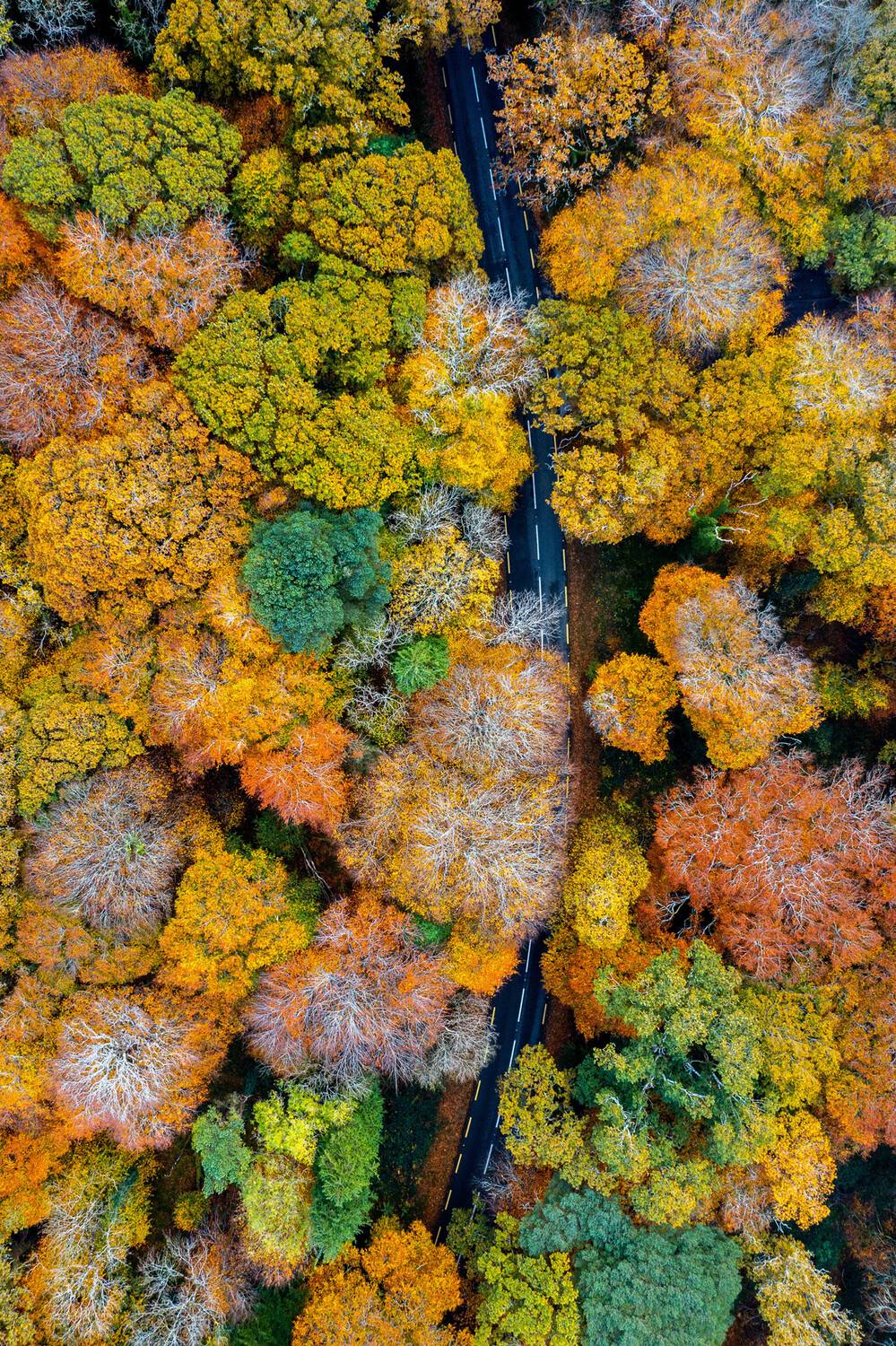 landscape, forest, autumn, drone, road, colors, yellow, red, green, nationalpark, ireland, killarney, park, dji, mavic, trees, aerial, above, way, country road, fall, season, seasons, seasonal, landscapes, woods, forrest, Jubic Srecko