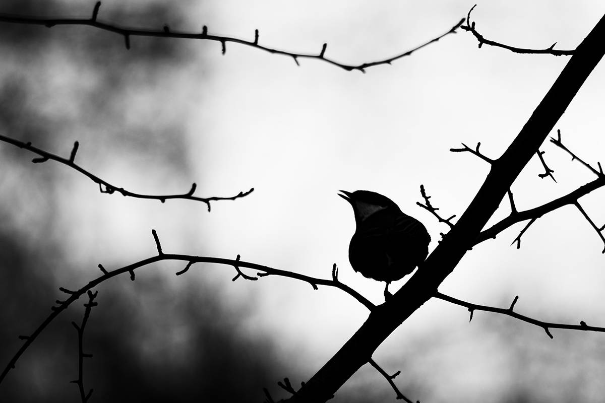 птица, синица, большая синица, калининград, birds, parusmajor, Хилько Марина