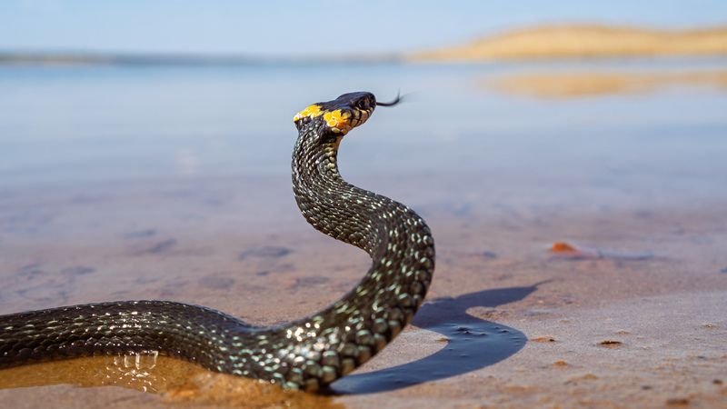 Уж фото превью