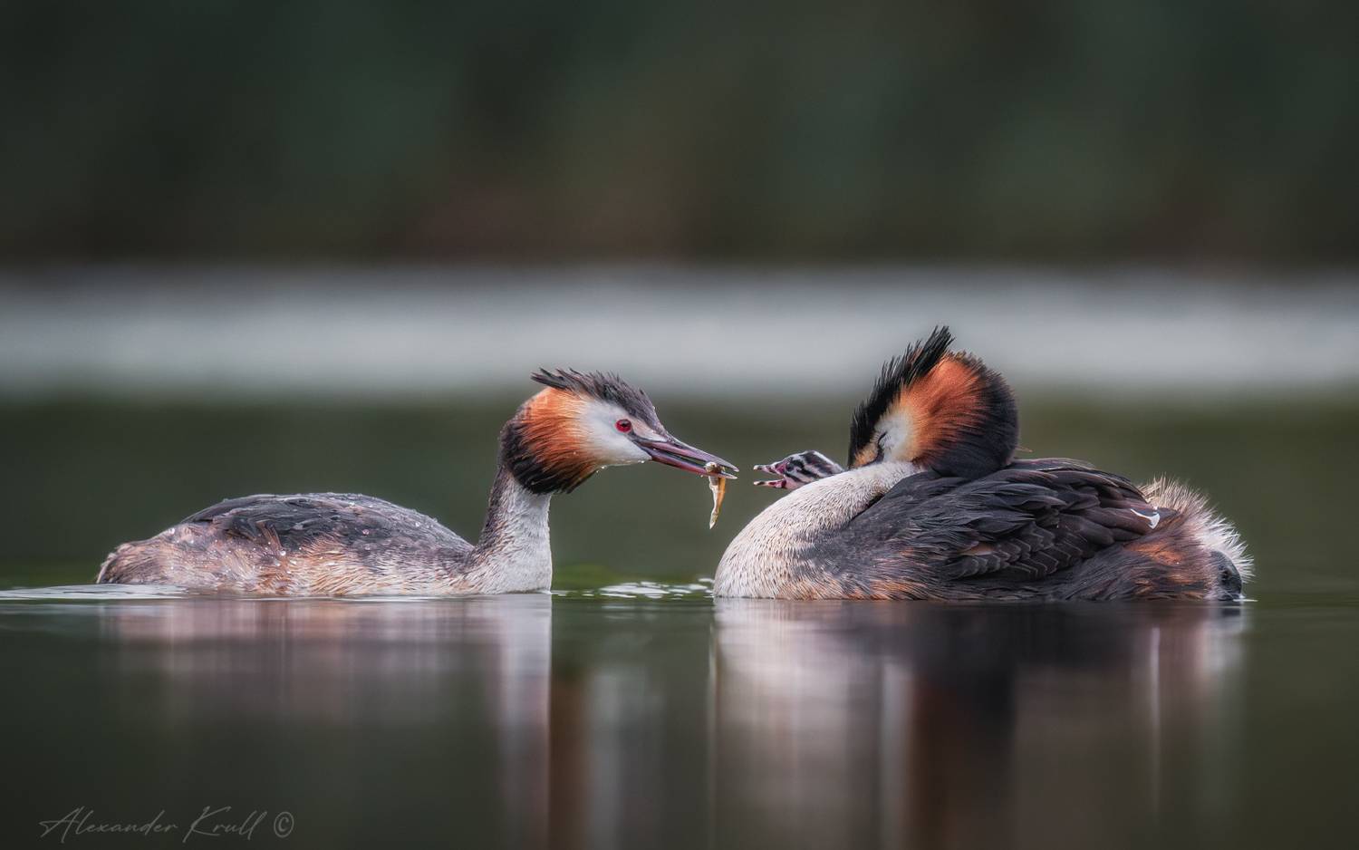 чомга, поганка, большая поганка, podiceps cristatus, пока, Круль Александр
