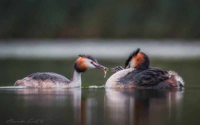 чомга, поганка, большая поганка, podiceps cristatus Рыбка на обед фото превью