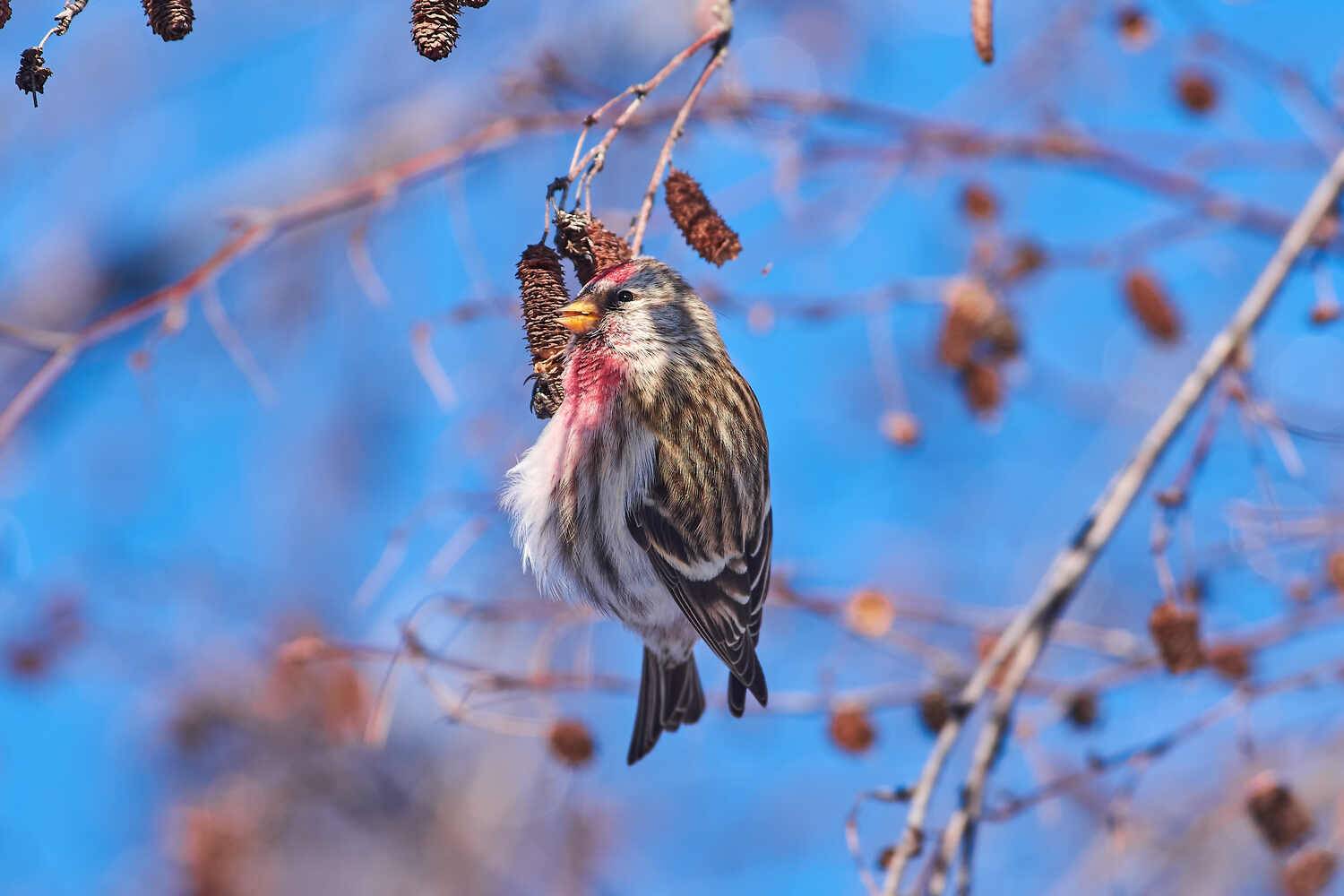 Acanthis flammea, чечётка, россия, волгоград, Павел Сторчилов
