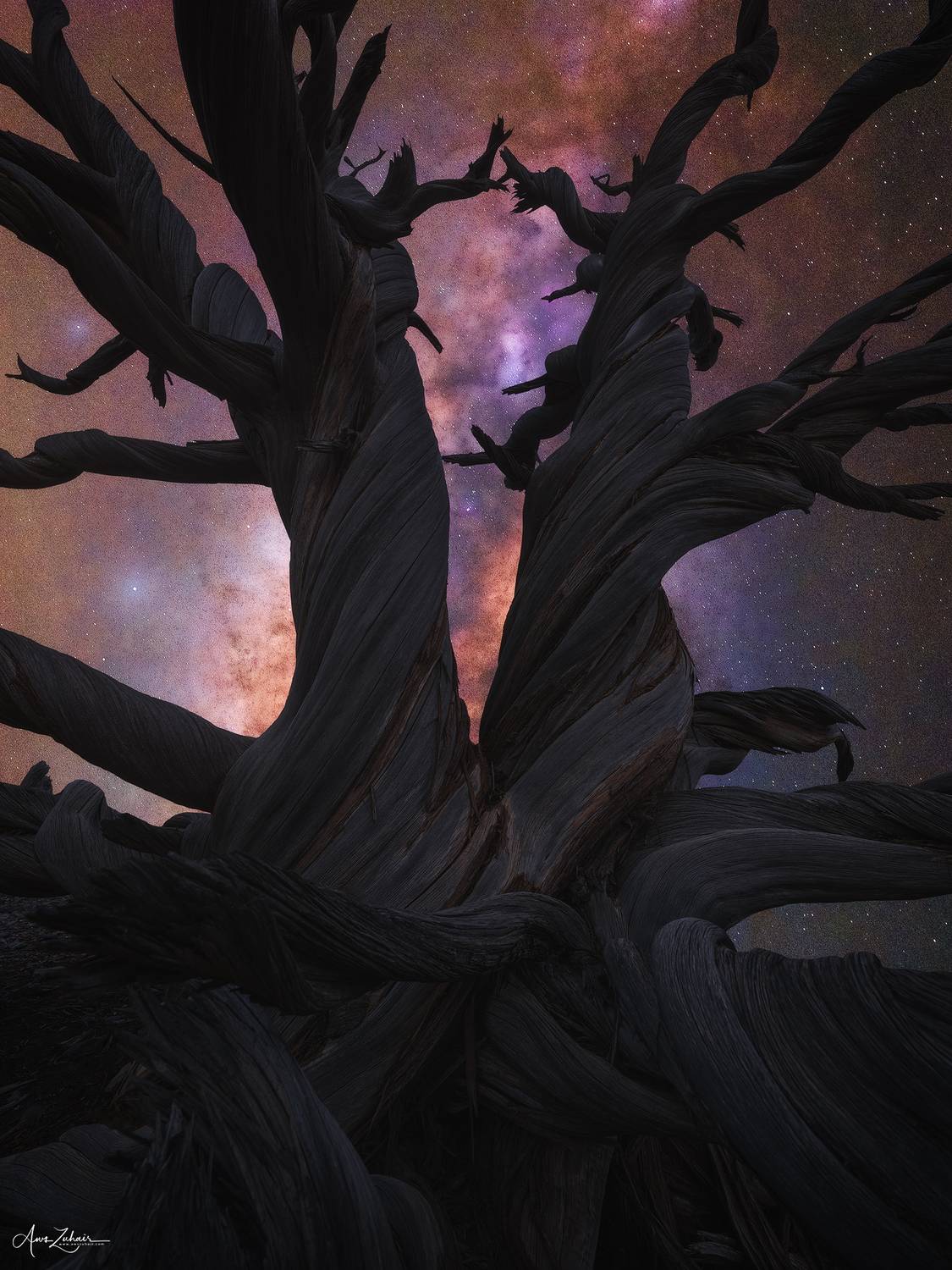 landscape, astrophotography, nature, travel, oman, jebel shams, tree, milkywyay, stras, night, light, Aws Zuhair