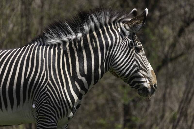 Grévy\\\'s zebra фото превью
