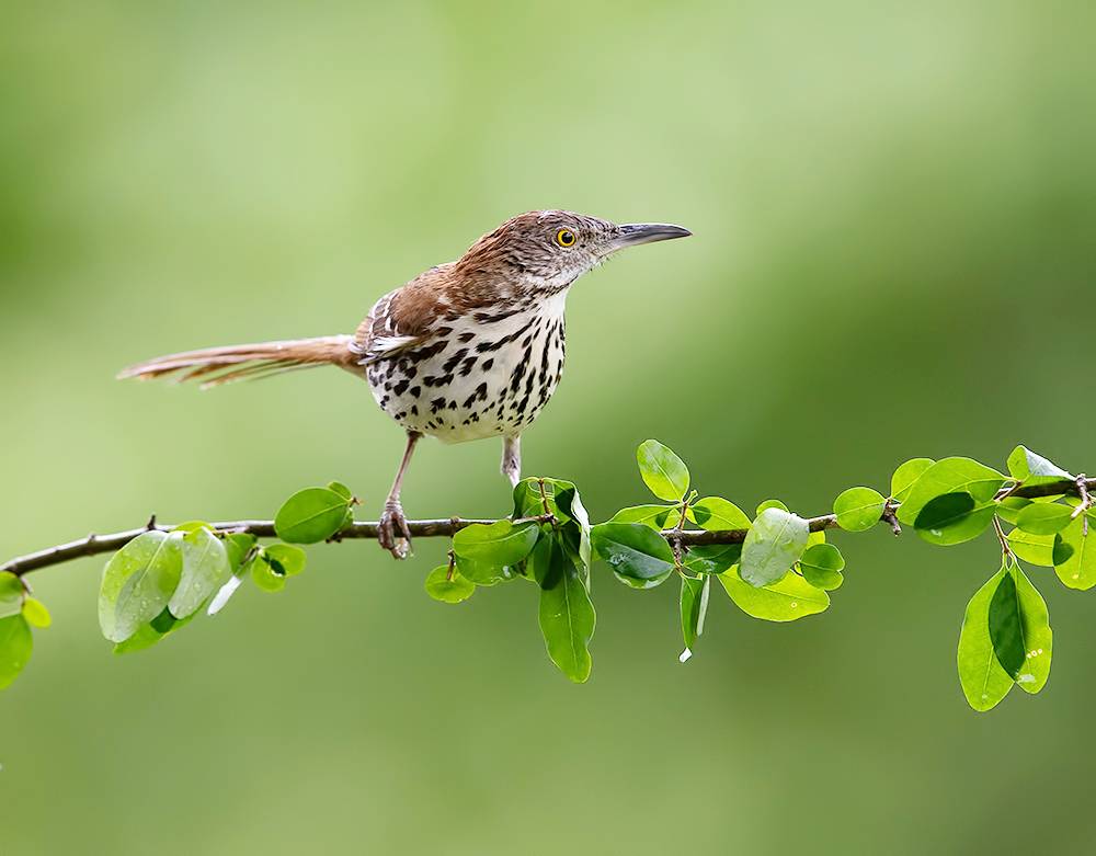 brown thrasher, коричневый пересмешник, пересмешник, thrasher, птицы, birds, wild, spring, весна, Etkind Elizabeth