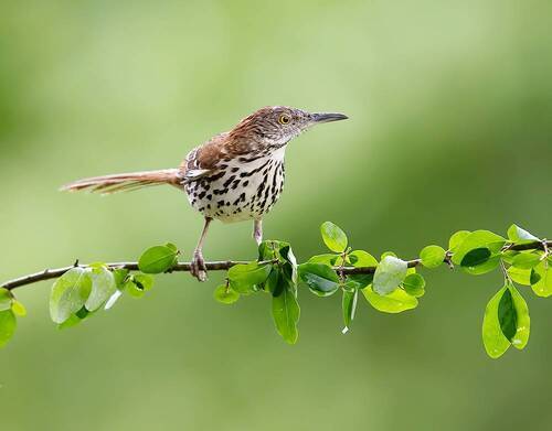 Brown Thrasher - Коричневый пересмешник