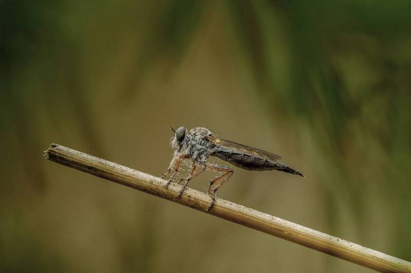 Asilidae фото превью
