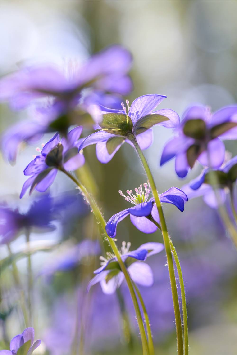 flower, field, meadow, summer, spring, morning, sunlight, petal, nature, forest, blue, Андрей Козлов