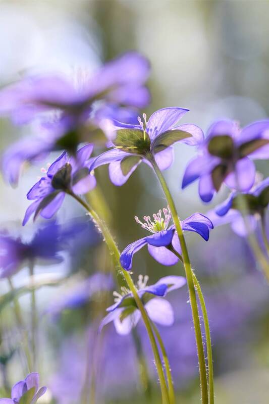 flower, field, meadow, summer, spring, morning, sunlight, petal, nature, forest, blue *** фото превью