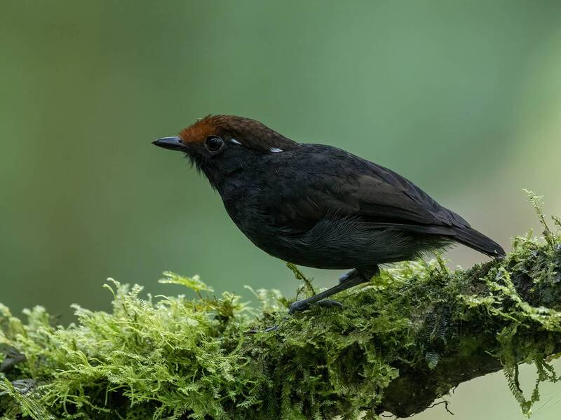 Chestnut-crowned Gnateater фото превью