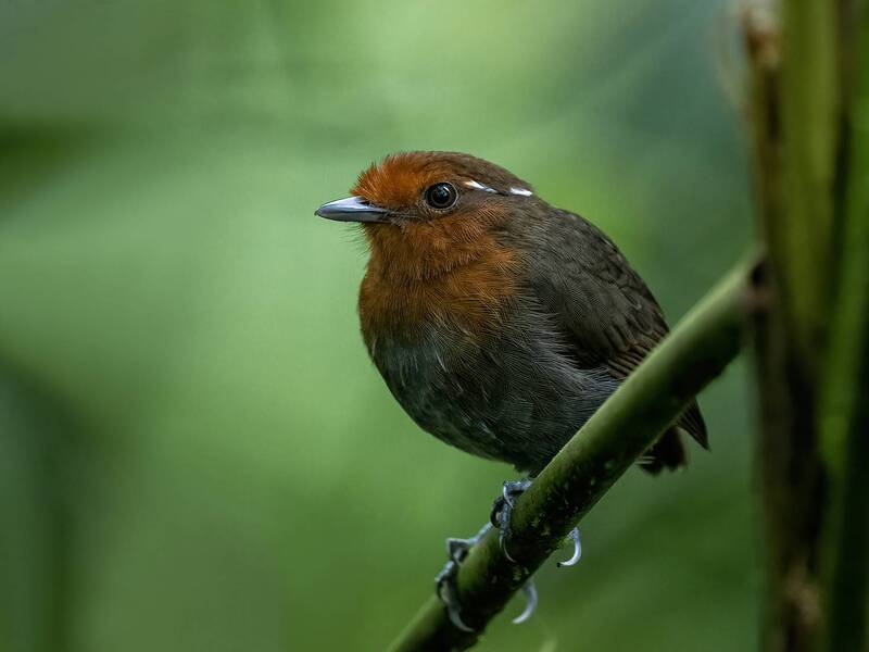 Chestnut-crowned Gnateater (Female) фото превью