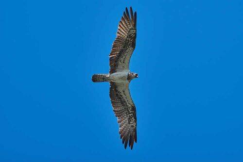 Pandion haliaetus