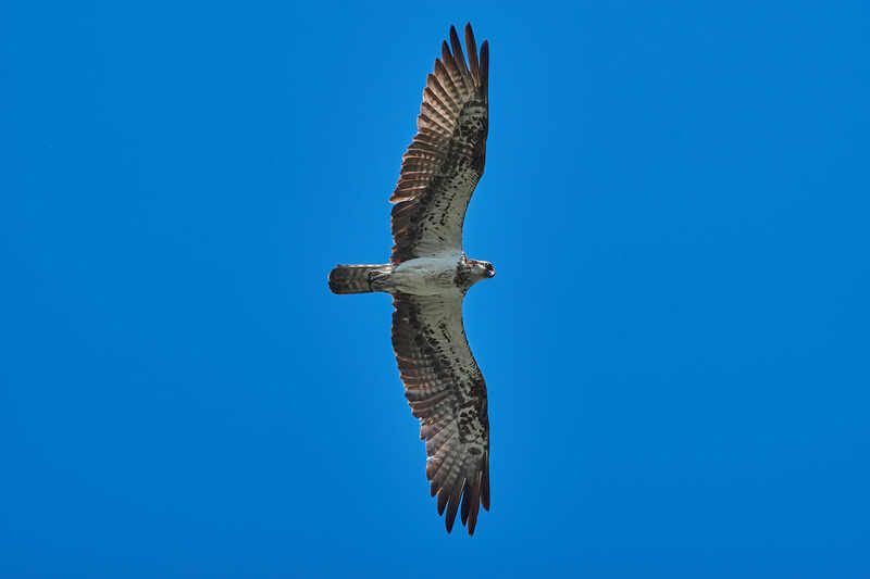 Pandion haliaetus, скопа, астрахань, россия Pandion haliaetus фото превью