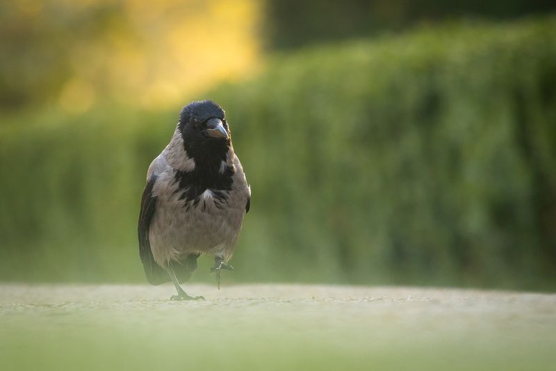 Crow фото превью