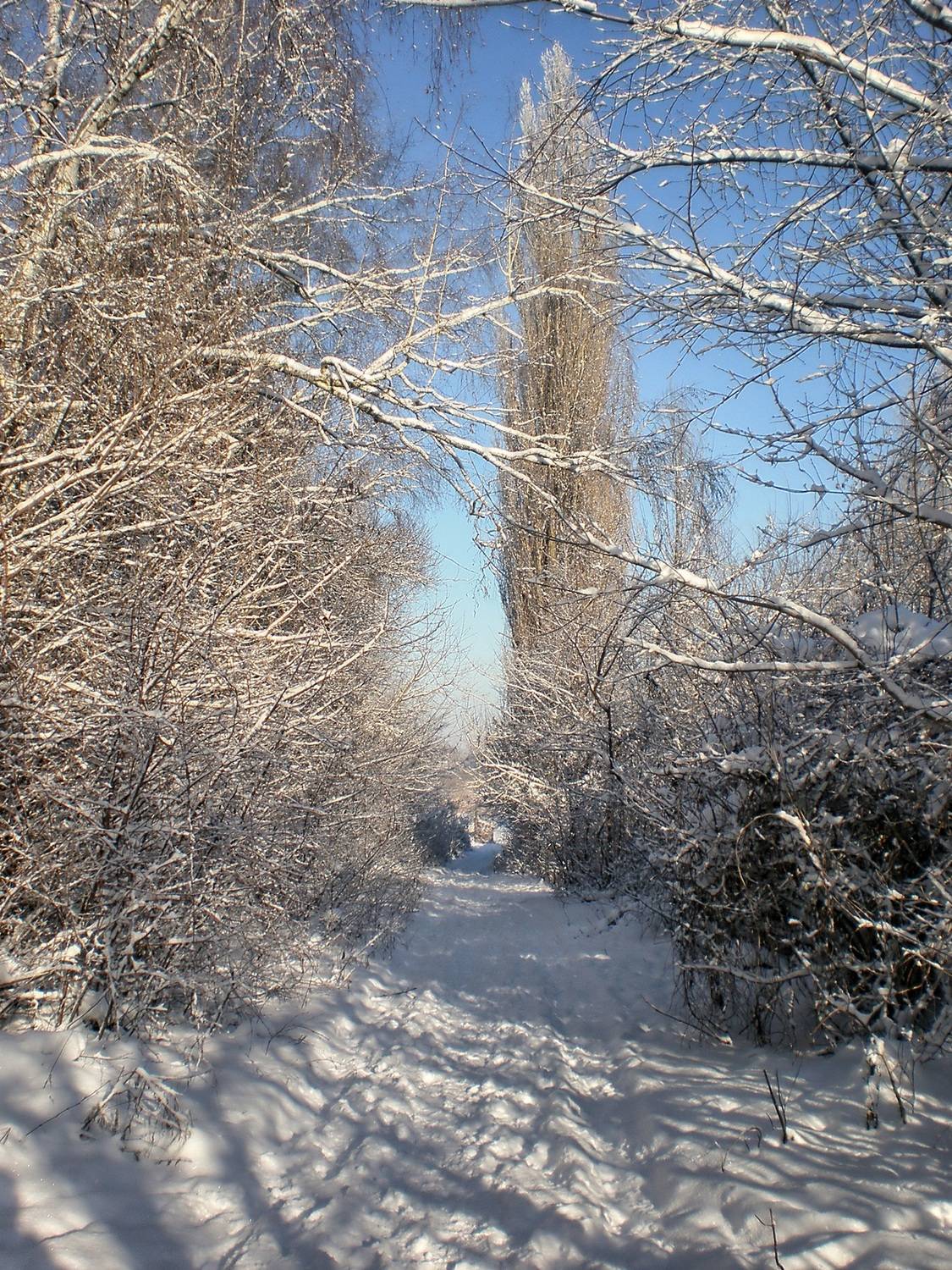 , Савоцкий Роман