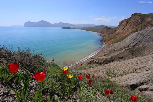 Тюльпаны Крыма