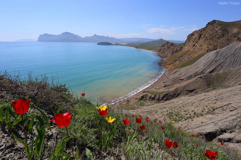 крым, тюльпаны Тюльпаны Крыма фото превью