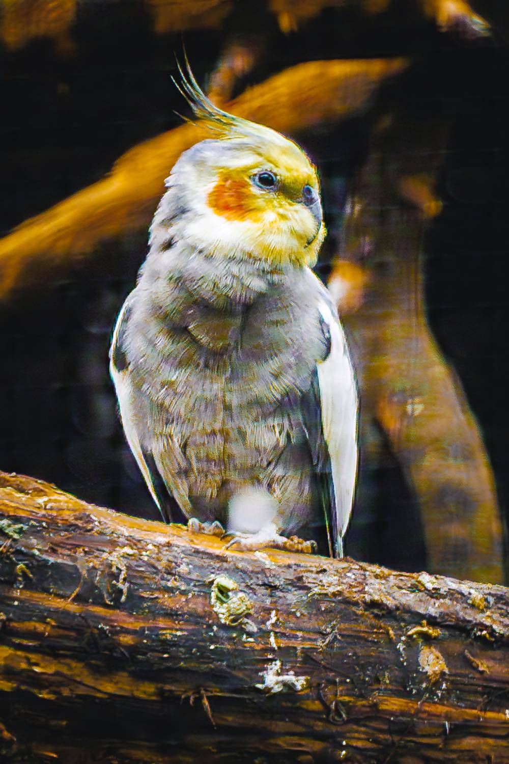 корелла, Волков Алексей
