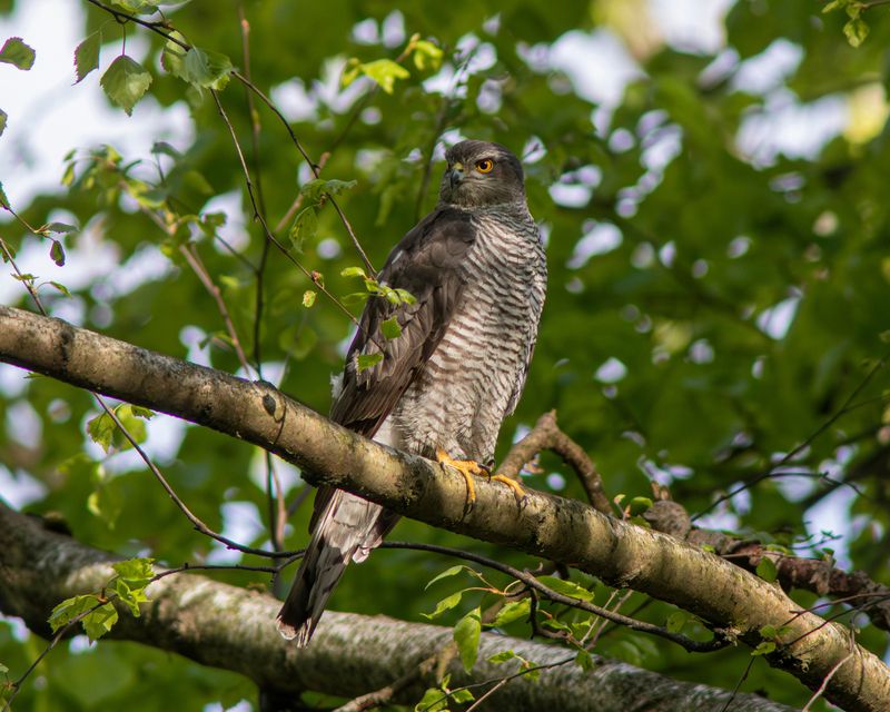 ястреб-препелятник, ястреб, accipiter nisus, eurasian sparrowhawk, hawk Ястребы-препелятники фото превью