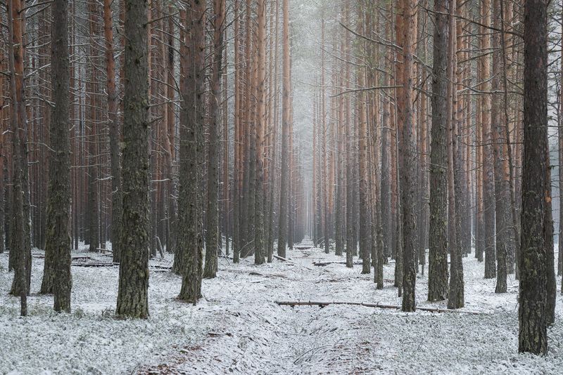 в, чаще, соснового, леса  фото превью