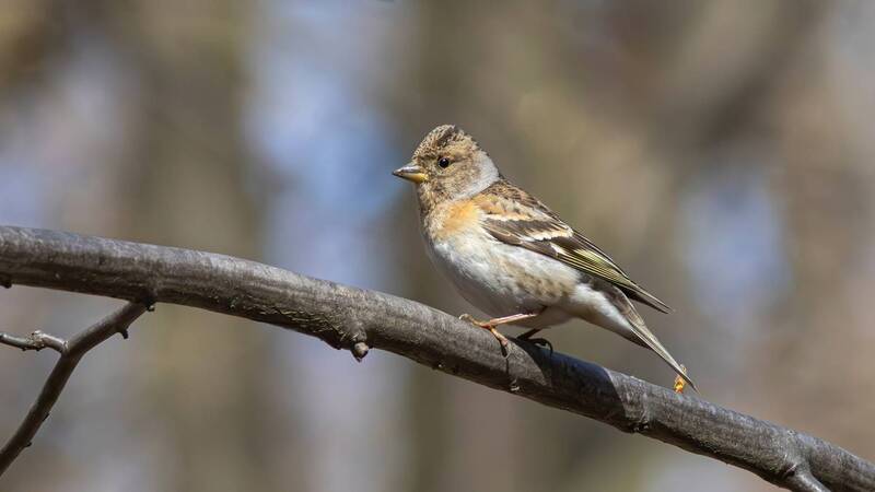вьюрок, юрок, fringilla montifringilla, fringilla, brambling, парк имени макса ашманна Юрок фото превью
