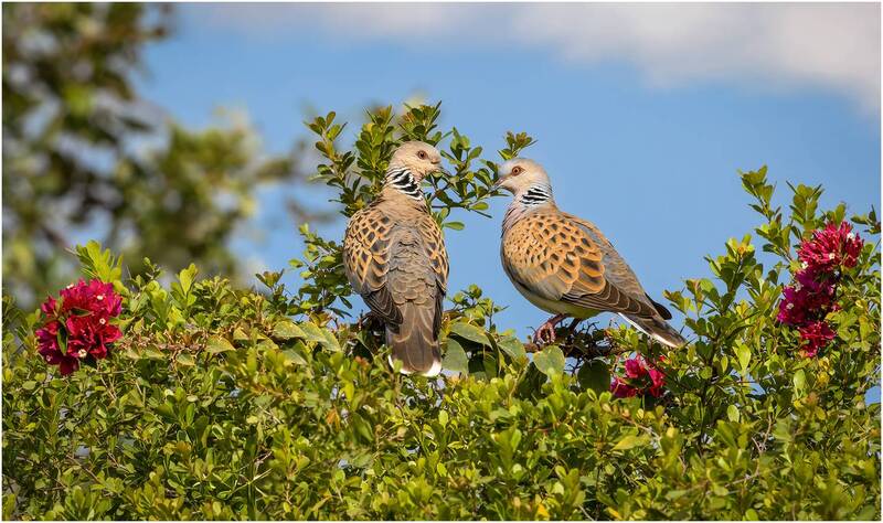 горлица, dove Обыкновенная горлица - Streptopelia turtur фото превью