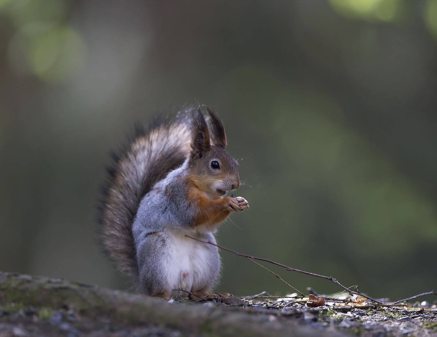 белка, лес, природа, squirrel, nature, forest, beautiful, Стукалова Юлия