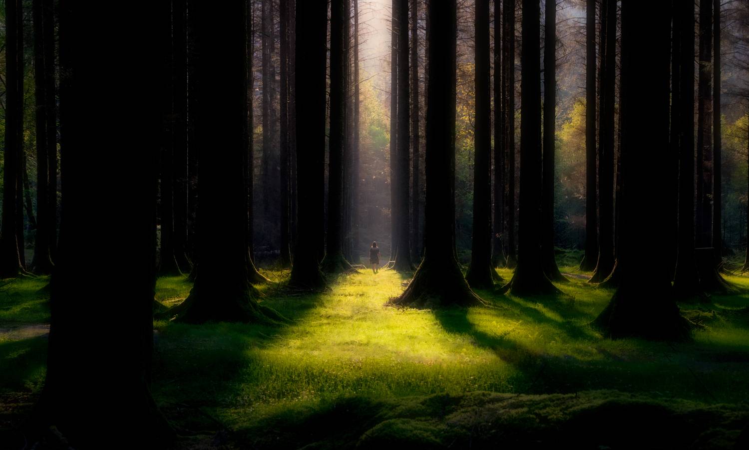 forest, landscape, trees, people, ireland, light, green, sunlight, grass, walk, park, woods, mystical, mystic, small, tiny, alone, lonely, shadow, woman, tree, landscapes, forrest, walking, person, loneliness, solitude, isolation, shadows, Jubic Srecko