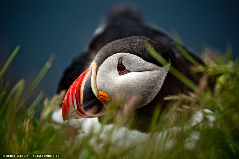 Тупик | Puffin