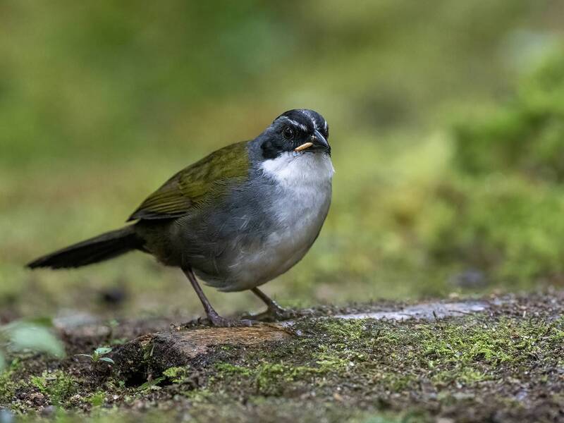 Gray-browed Brushfinch фото превью