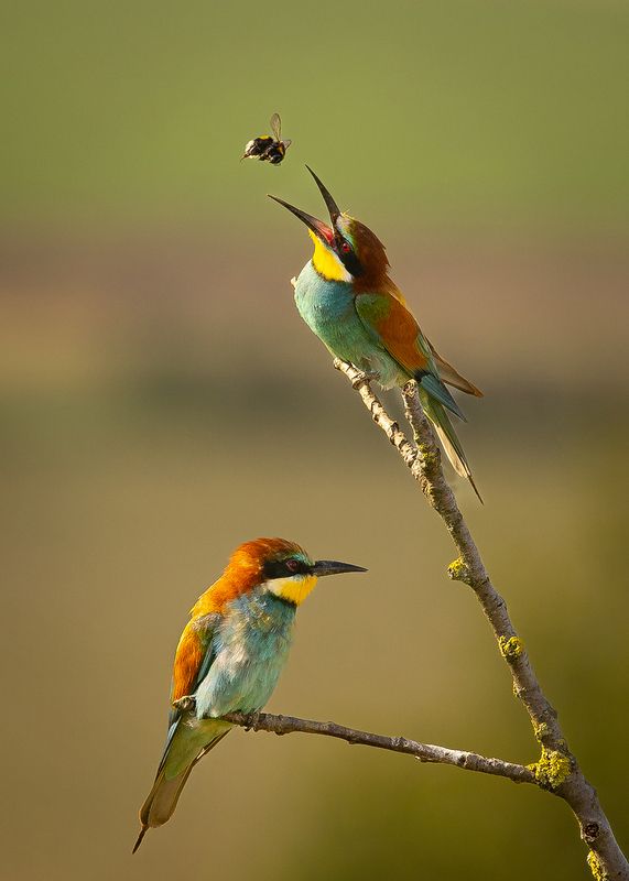 Bee-eater фото превью