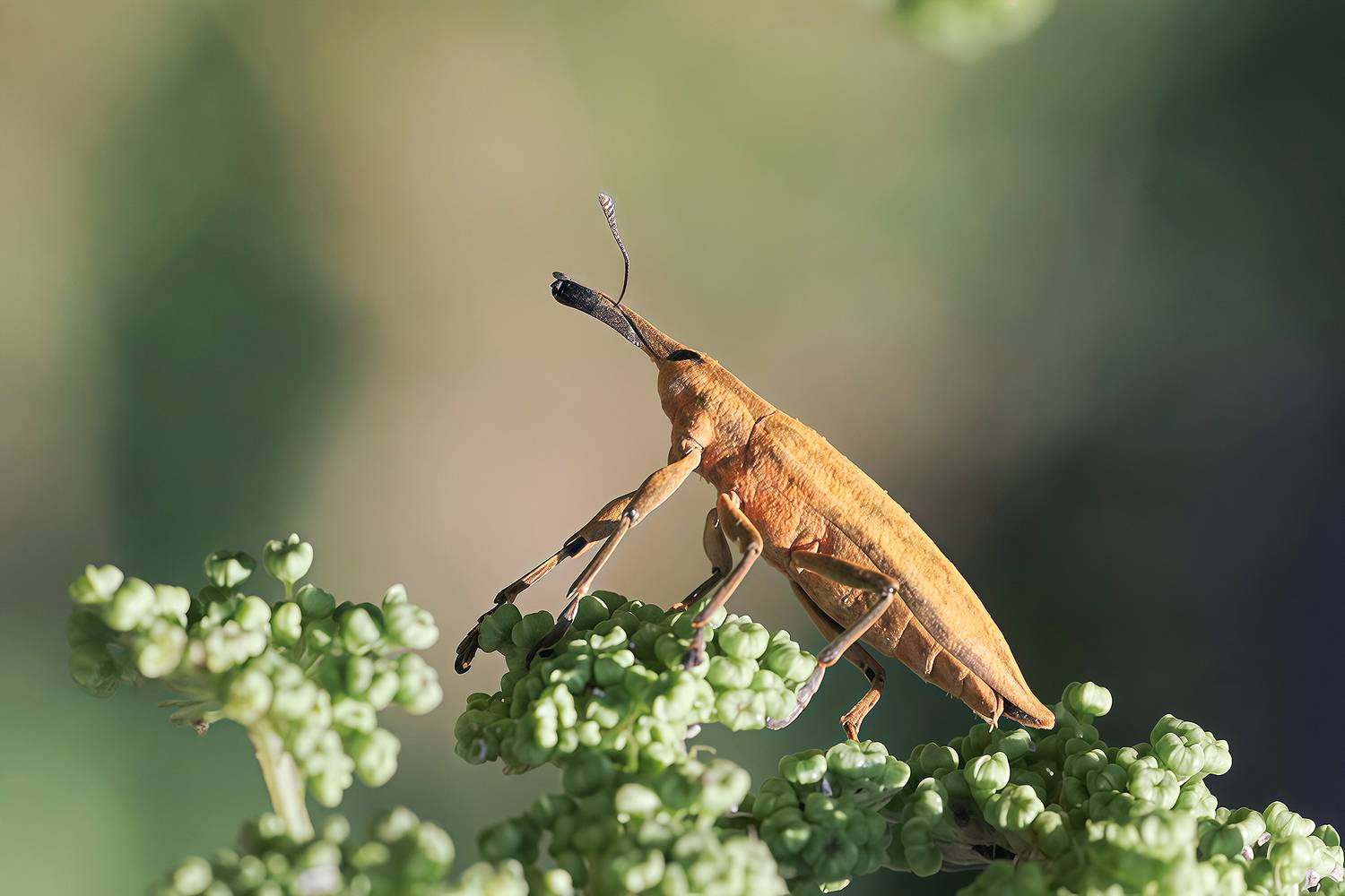 жук, фрачник омежниковый, lixus paraplecticus, КарОл