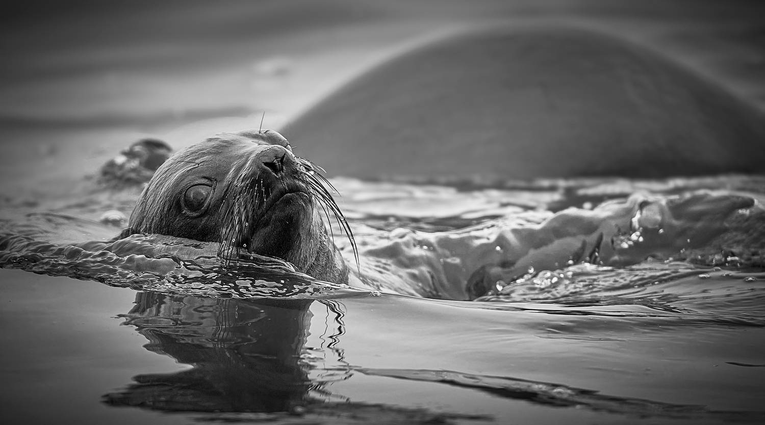 , Boris Bekelman