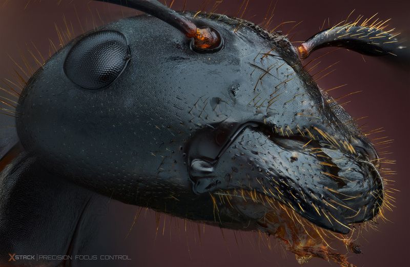Ant