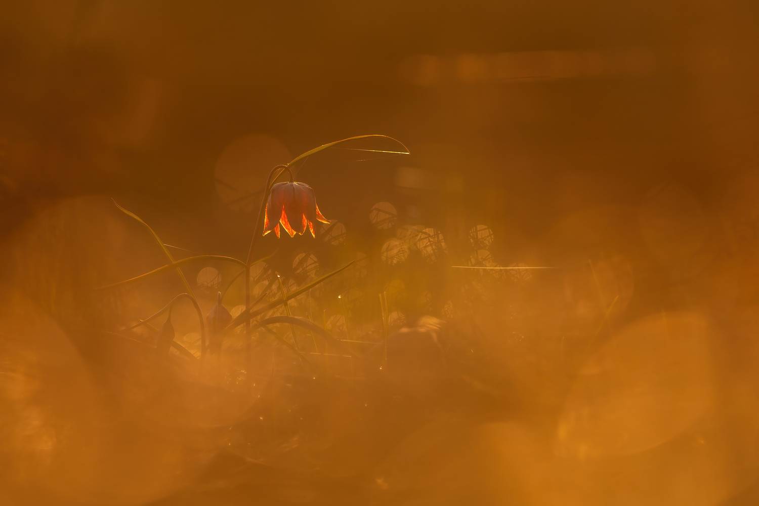 природа, макро, арт, дикая природа, весна, nature, wildlife, macro, canon, Пронин Денис