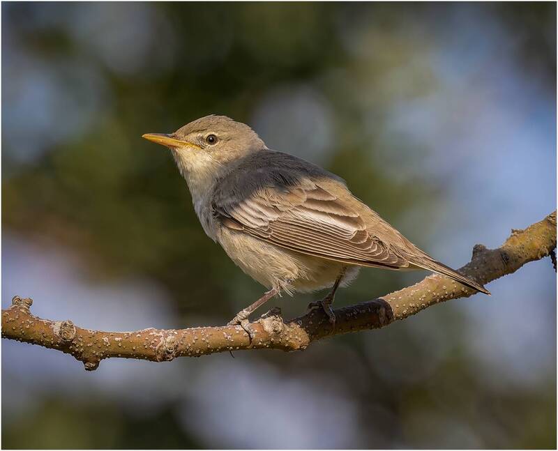 Пересмешка средиземноморская.(Olive-tree warbler) фото превью
