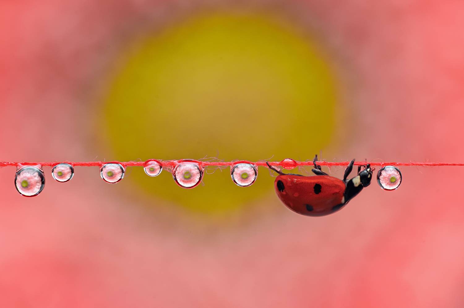 ceclii, macro, Tsvetan Ganev