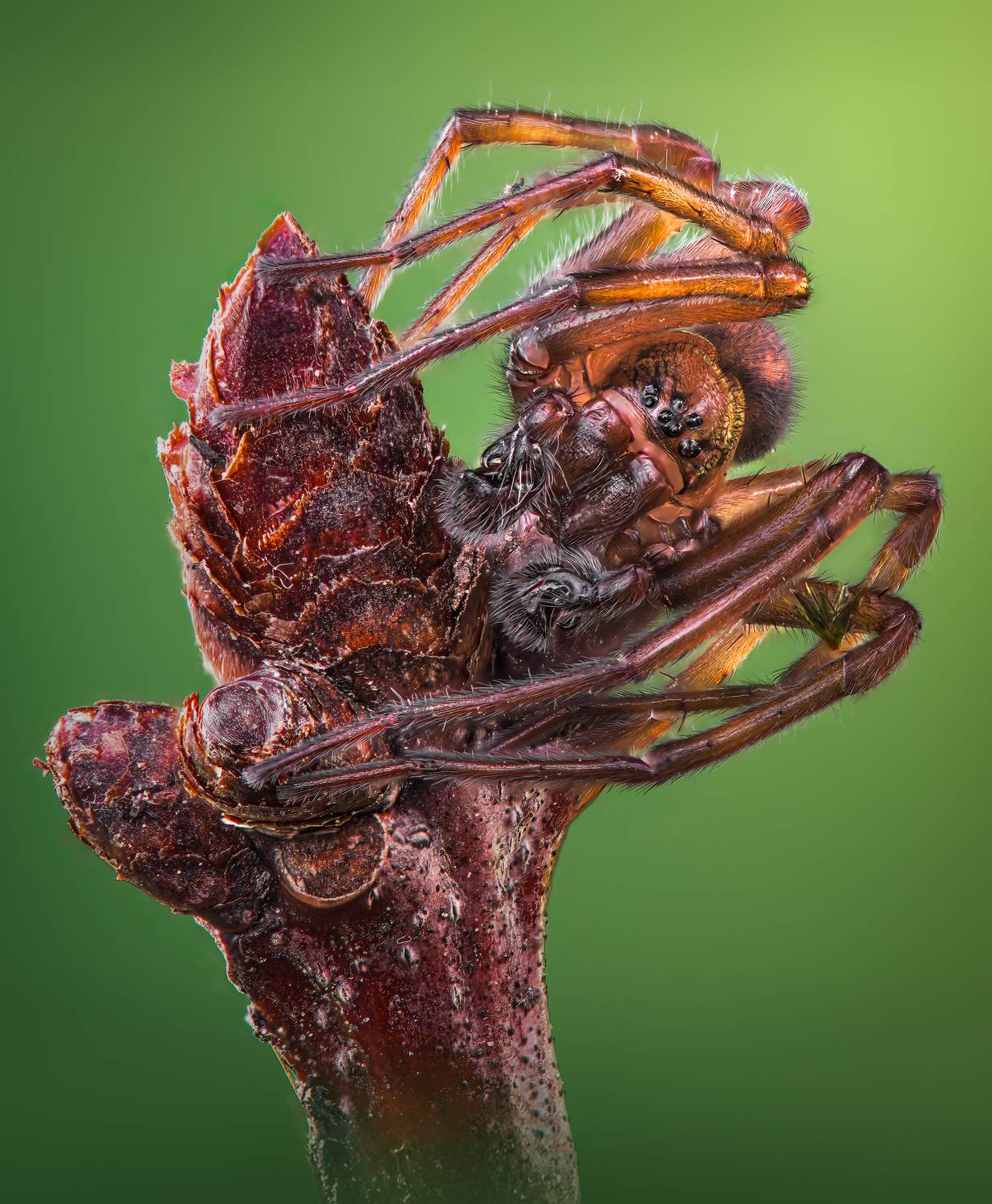 spider, insects, animl, arachnid, arachnids, Atul Saluja