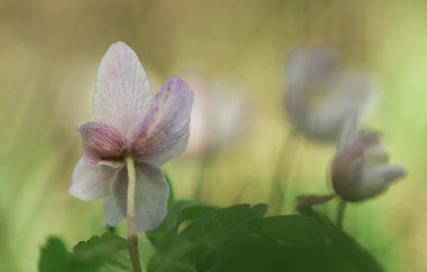 flowers, plant, selective focus, nature, close up, anemone, Andr&eacute;s Emilio