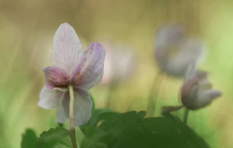 flowers, plant, selective focus, nature, close up, anemone Anemone nemorosa фото превью