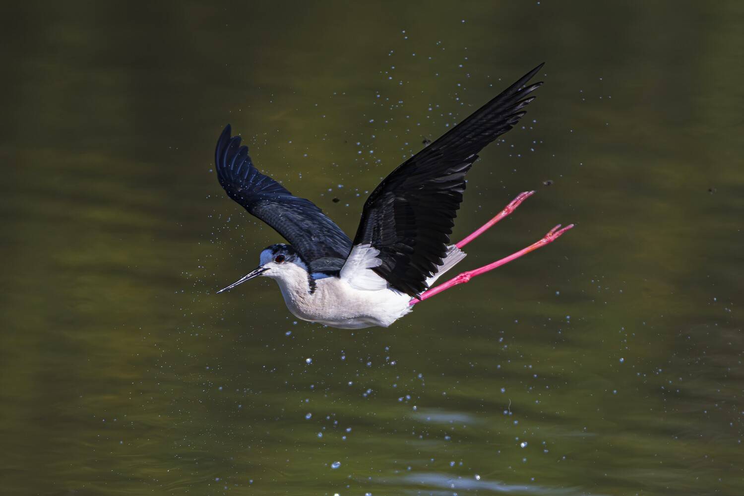 wildlife, birds, animals, Camilla Zocchi