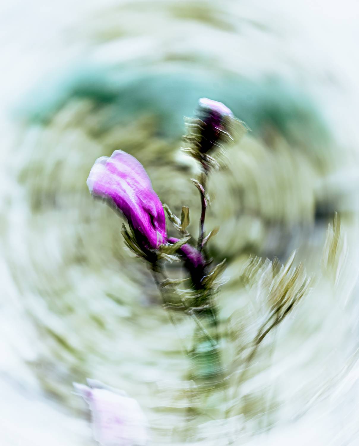 icm, Неля Рачкова