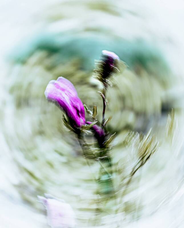 icm Ловушка фото превью
